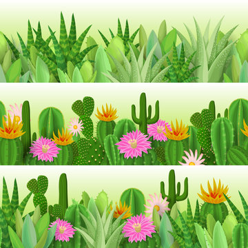 Cactus and succulent