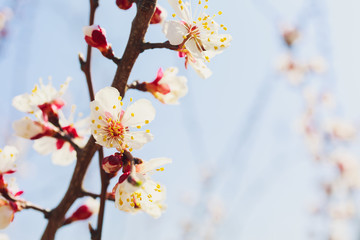 Spring white flowers and buds on a cherry tree cherry