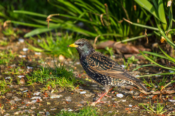 European Starling, Sturnus vulgaris, dark bird 