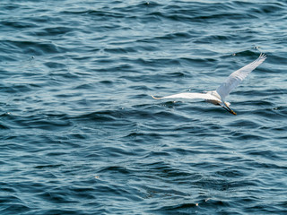 Fototapeta premium heron on the sea