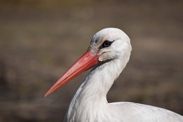 Storch Kopf