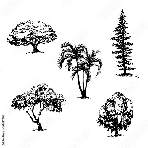 "drawing collection of 5 elements of different types of trees graphic