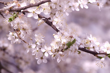 Spring beautiful blossoming apple-tree or cherry branches. Spring branch of a tree, with blossoming white small flowers