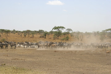 Obraz na płótnie Canvas Zebras in the Serengeti National Park, Tanzania, Africa