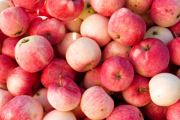 Many ripe red apples background