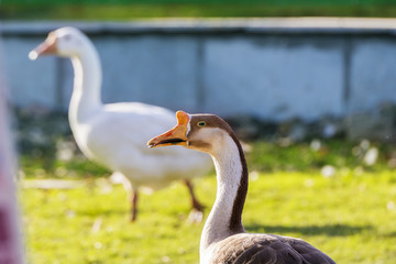 Closeup of a Mute Swan Bird head with colorful out of focus back