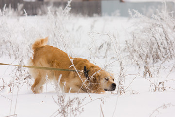 Golden Retriever dog in show