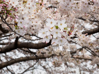 Pink flower