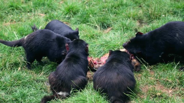 Tasmanian devils feeding on a prey in Tasmania on grass ground