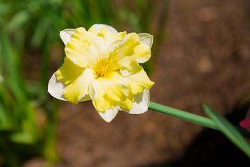 Yellow narcissus in the garden. Beautiful summer landscape.
