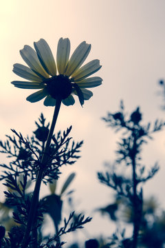 Flowers of daisy on lovely sky background