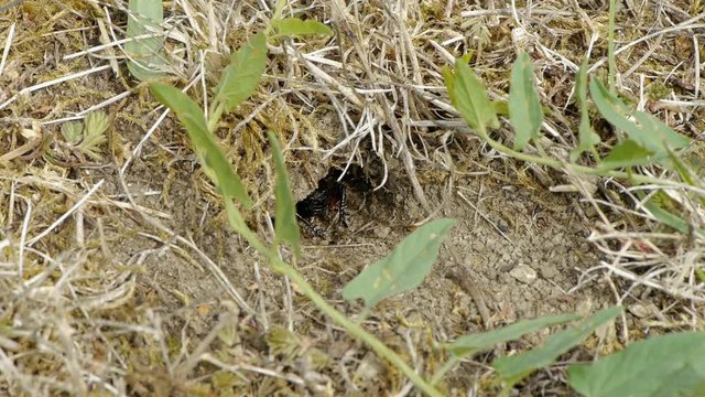 Cricket carefully backwards coming out of the hole.

