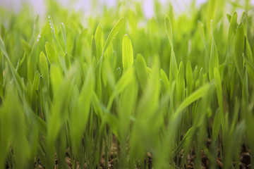 Young Spring Grass. Fresh natural Green Grass close-up
