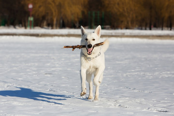 White Swiss shepherd dog