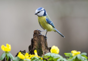 Blue Tit in springtime