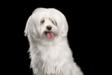 Portrait of Funny White Maltese Dog Looking in Camera isolated