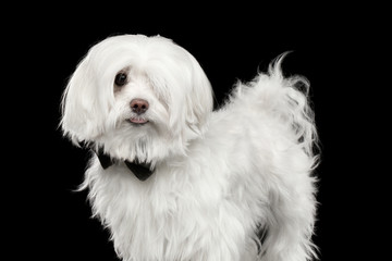 Portrait of Funny White Maltese Dog Looking in Camera isolated