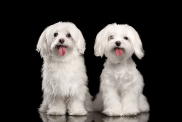Two Happy White Maltese Dogs Sitting, Looking in Camera isolated