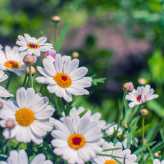Obraz premium White chamomile flowers growing on meadow