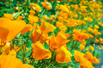 Bright orange california poppies in full bloom Eschscholzia californica