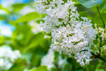 Blooming white lilac flowers - floral background with free space for text