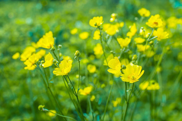 Yellow Buttercup flowers in the field. Ranunculus repens