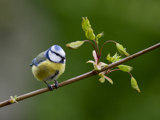 Obraz premium Blue Tit with sunflower seed on the branch of Norwegian Maple