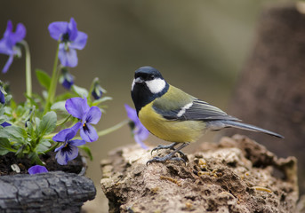 Great Tit and Pansies
