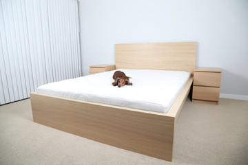 Bedroom interior with dachshund dog on the bed
