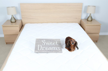 Bedroom interior with dachshund dog on the bed