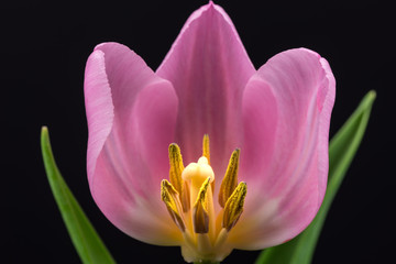 Flowers, tulip, close-up, macro.