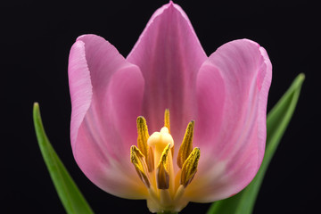 Fototapeta premium Flowers, tulip, close-up, macro.