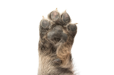 puppy paw isolated © ksena32