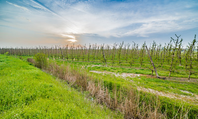 Obraz premium vineyard surrounded by a ditch