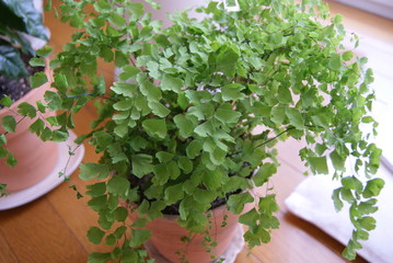 植物