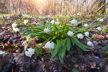Alpine snow flowers