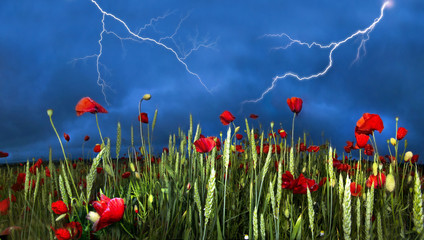 Field with bright blooming poppies
