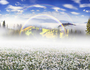 Naklejka premium field of daffodils in the Carpathians