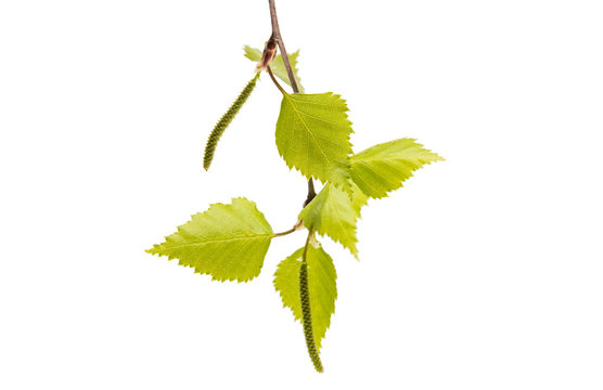 Birch branch with young leaves