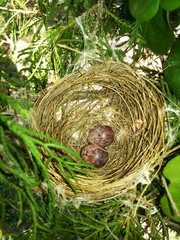 Nest and two eggs of Streak-eared bulbul

