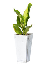 house plants in cement pot isolate on white background
