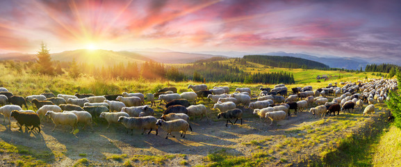 Sheep graze in the Carpathians