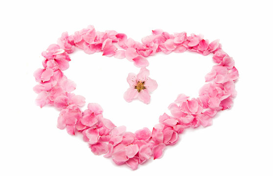 pink heart from the petals isolated