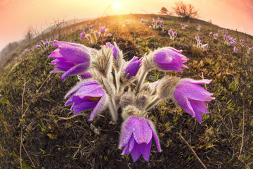 Sleep - Grass, the spring chamber