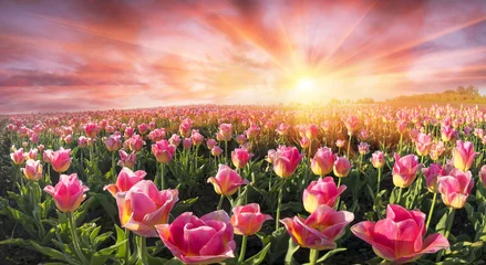Photo sur Aluminium Tulipe Field of tulips in Chernivtsi