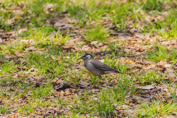 餌探し中の椋鳥