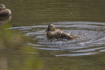 水浴び中のカルガモ