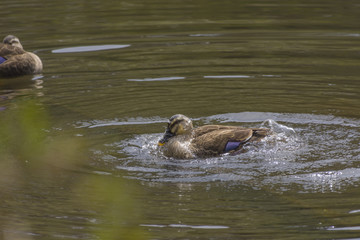 カルガモ、水浴び
