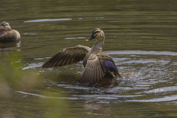 水浴びをしている軽鴨
