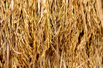 paddy background, unmilled rice, bundle of rice on the rice fiel